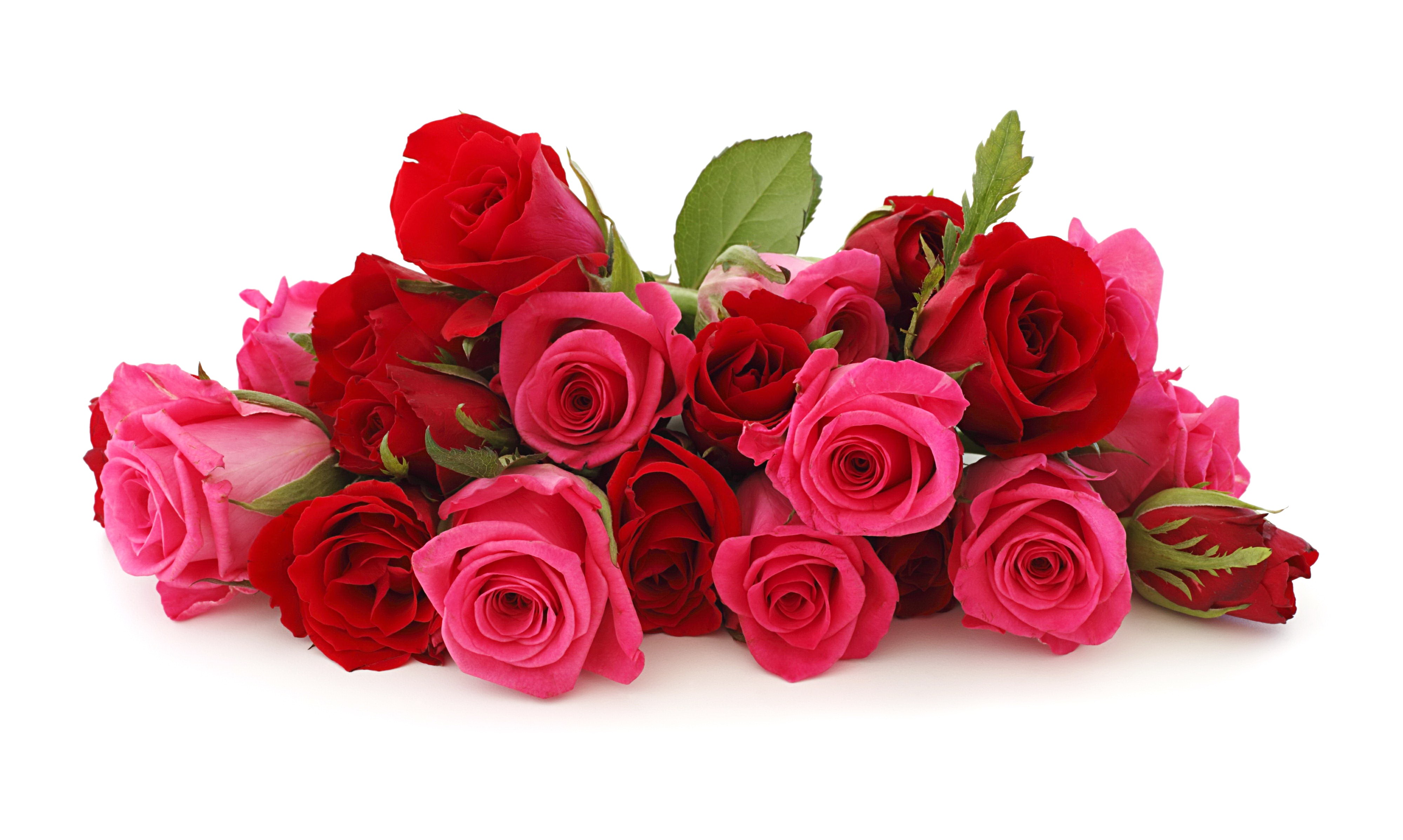 red-pink-nie-red-roses-free-hd-wallpapers